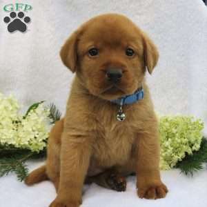 Redwood, Fox Red Labrador Retriever Puppy